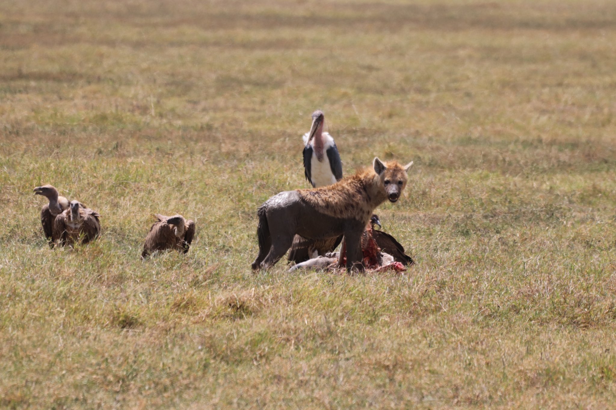 Ngorongoro Crater