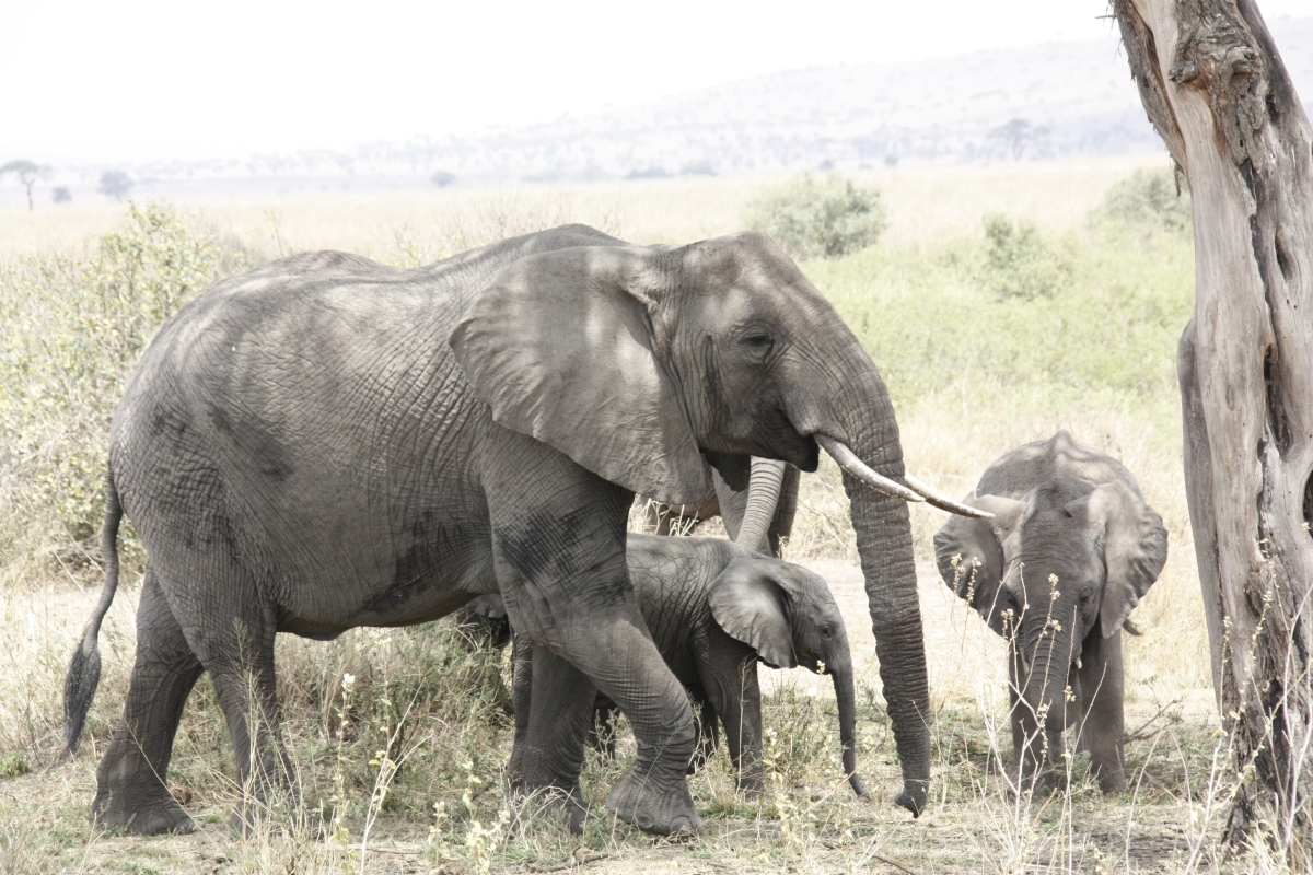 Tarangire National Park